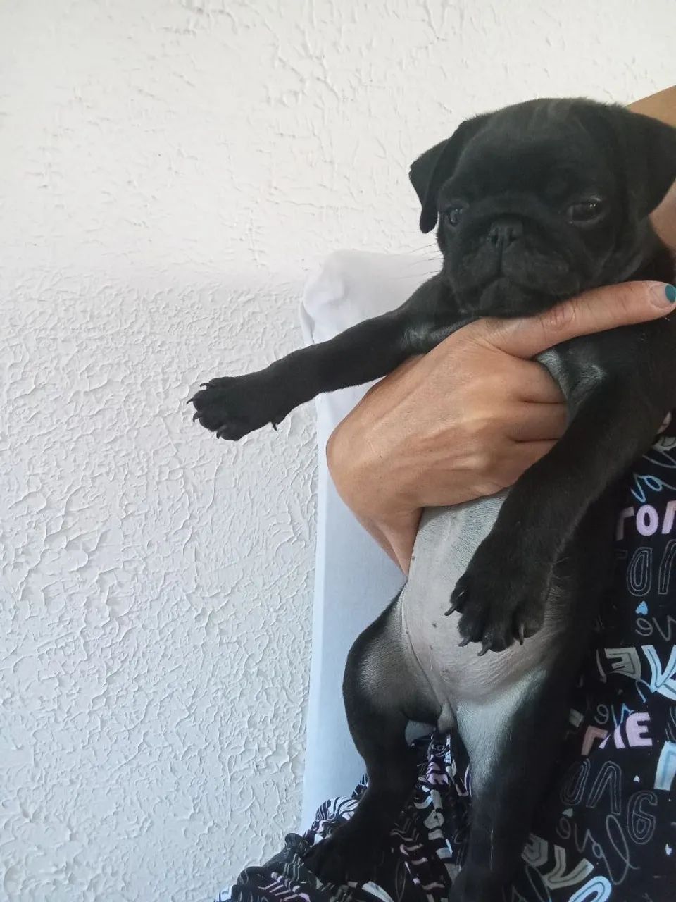 Filhote pug - Foto 2