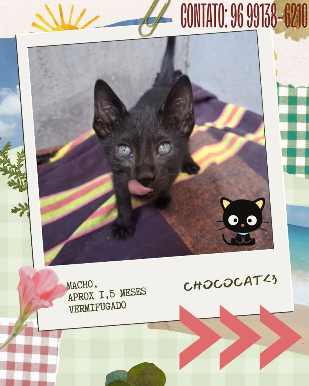 Gatinhos em adoção - Foto 4