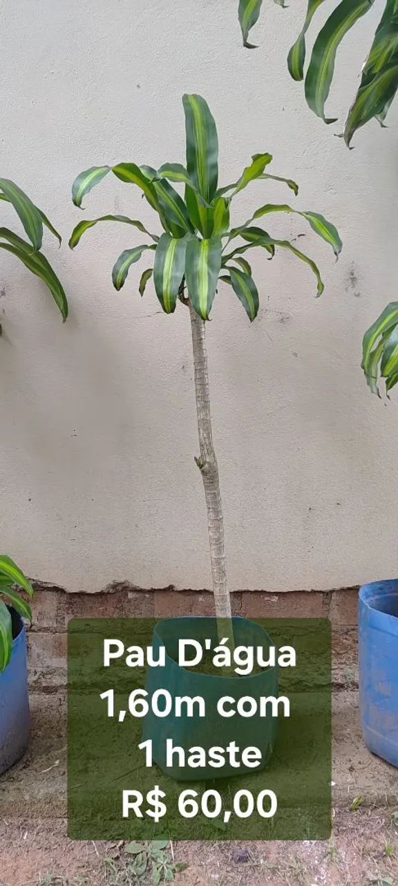 Planta Pau D'água 1,60m com 1 haste