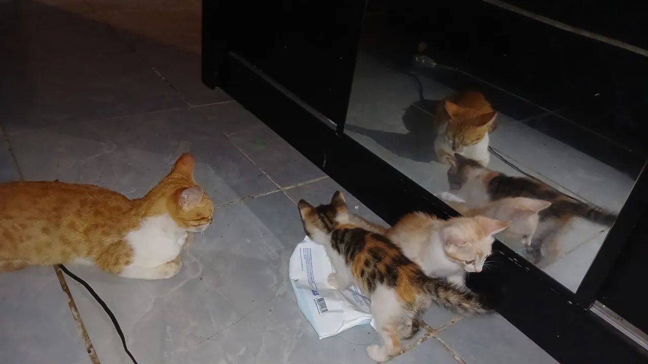 gatos abandonados