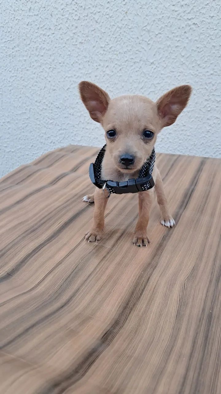 Pinscher n°1 - Foto 3