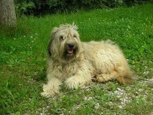 Cães pastor catalão filhote  - Foto 2