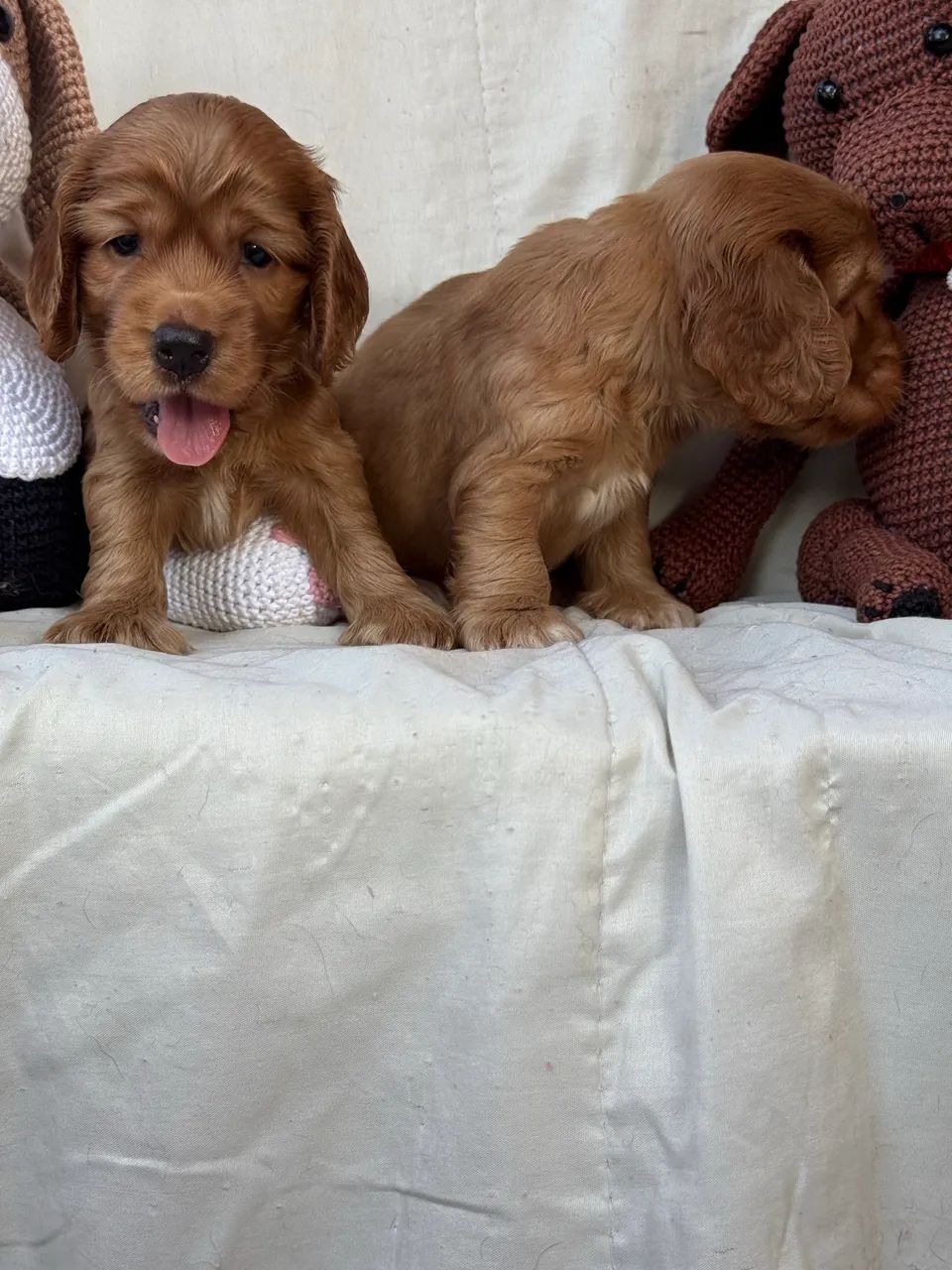 Cocker Spaniel Meninos - Foto 2