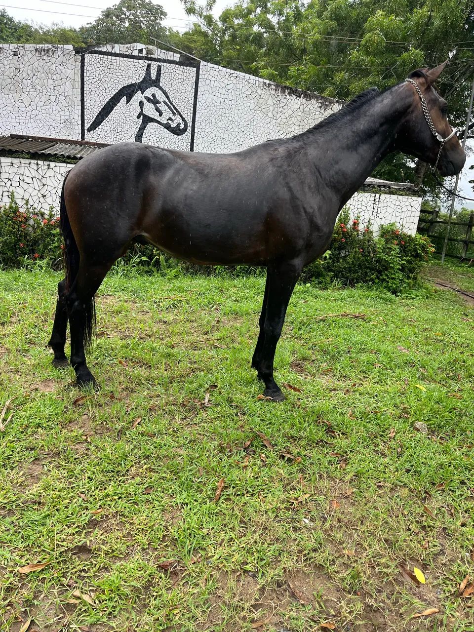 POLTRO DOMADO SHOW DE MARCHA  PICADA  - Foto 5