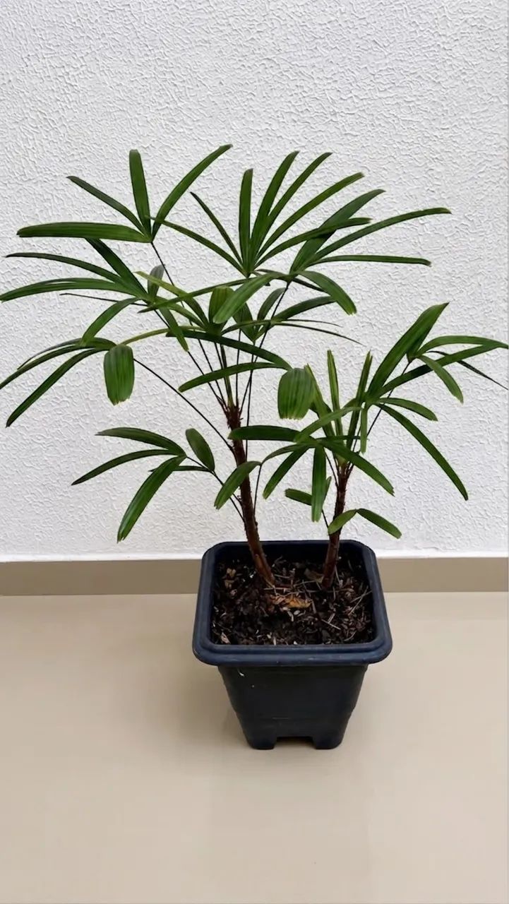 Vendo Plantas Ráfias - Foto 2