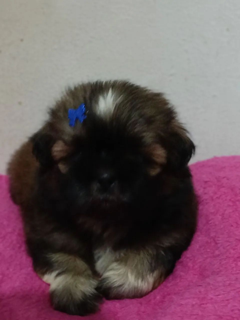 Shitzu  - Foto 3