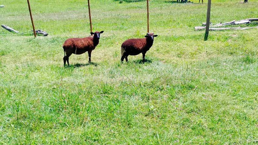 Ovelha crioula com cordeiro  - Foto 2