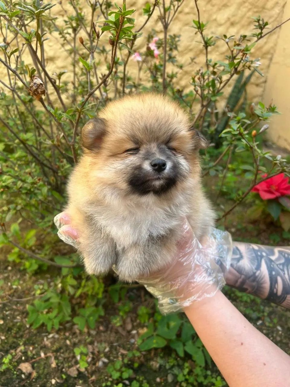 Spitz alemão mini urso elétrico