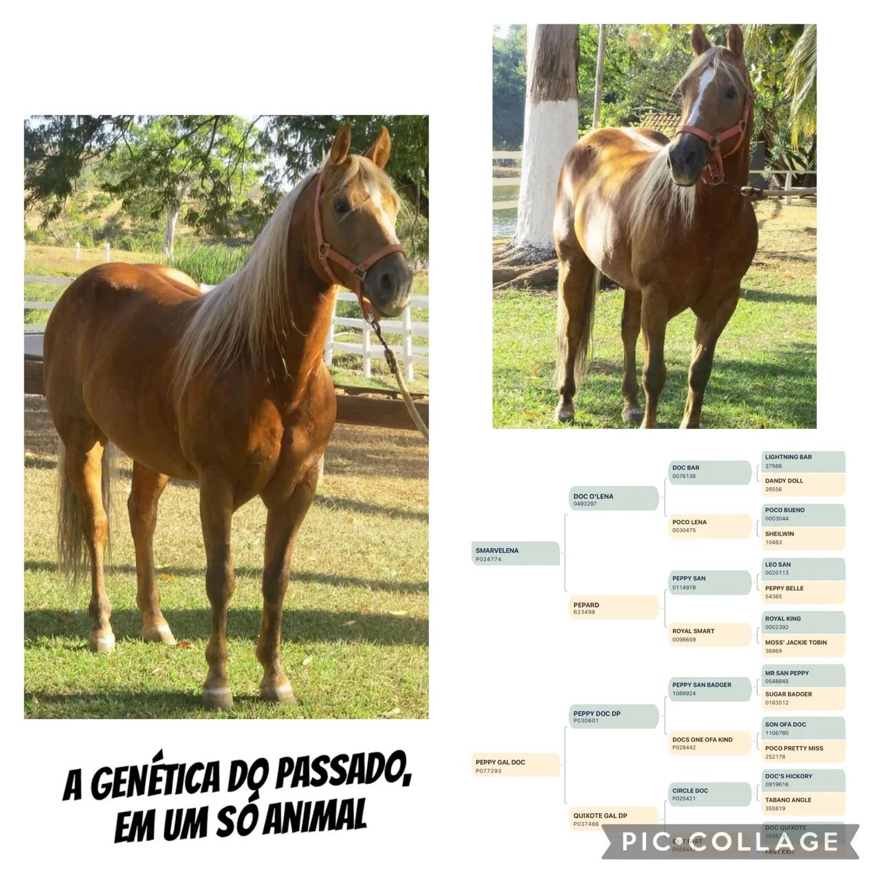 Potro QM - Foto 4