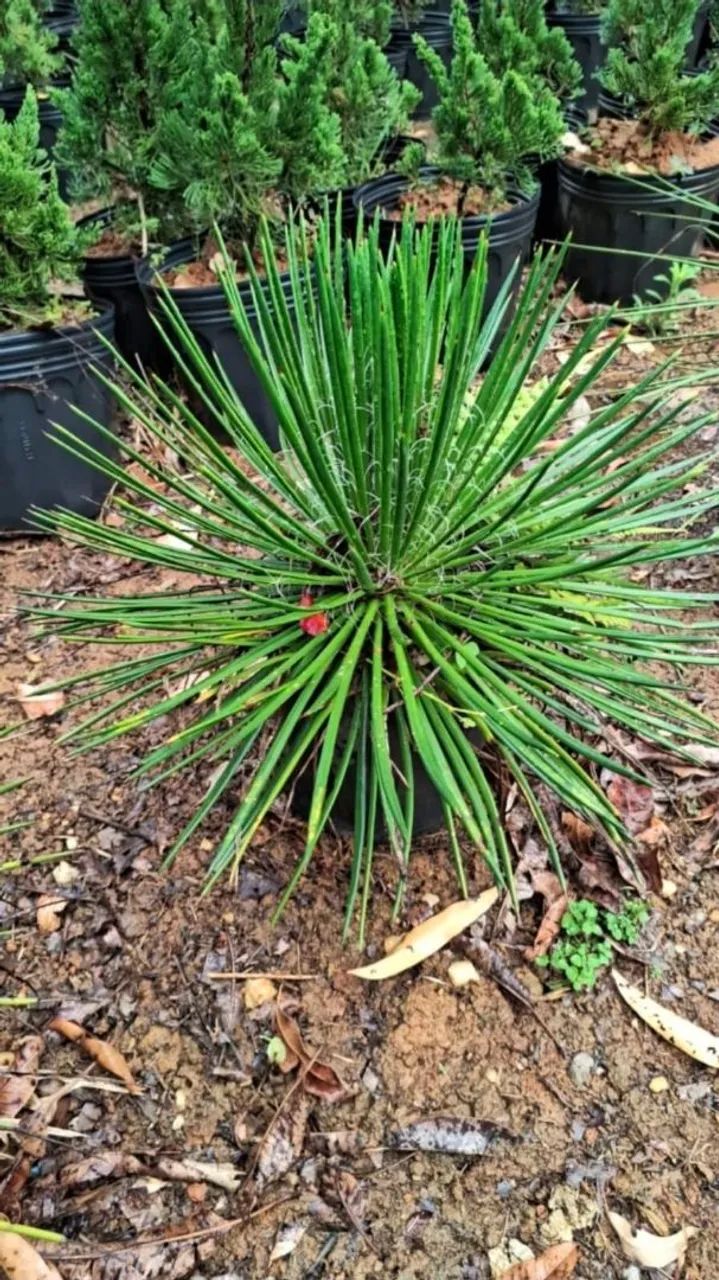 AGAVE PALITO 
