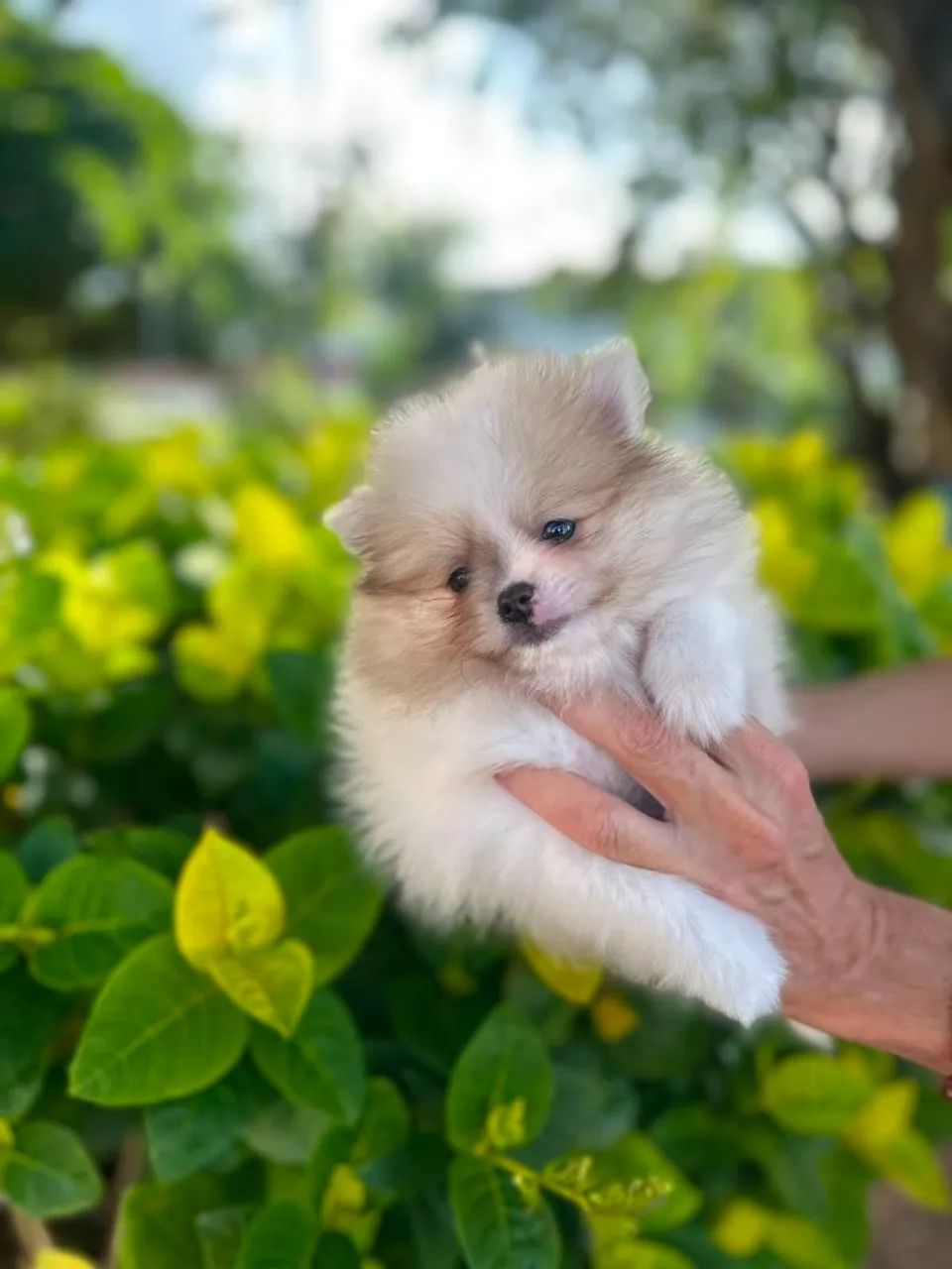 Belíssimo.macho de spitz - Foto 3