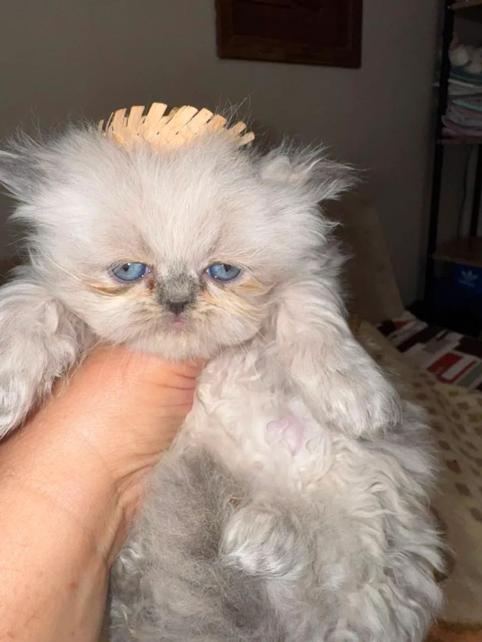 Machinho lindo Himalaio - Foto 2