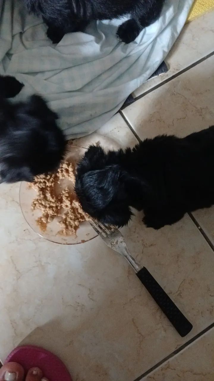 Cachorro  - Foto 2