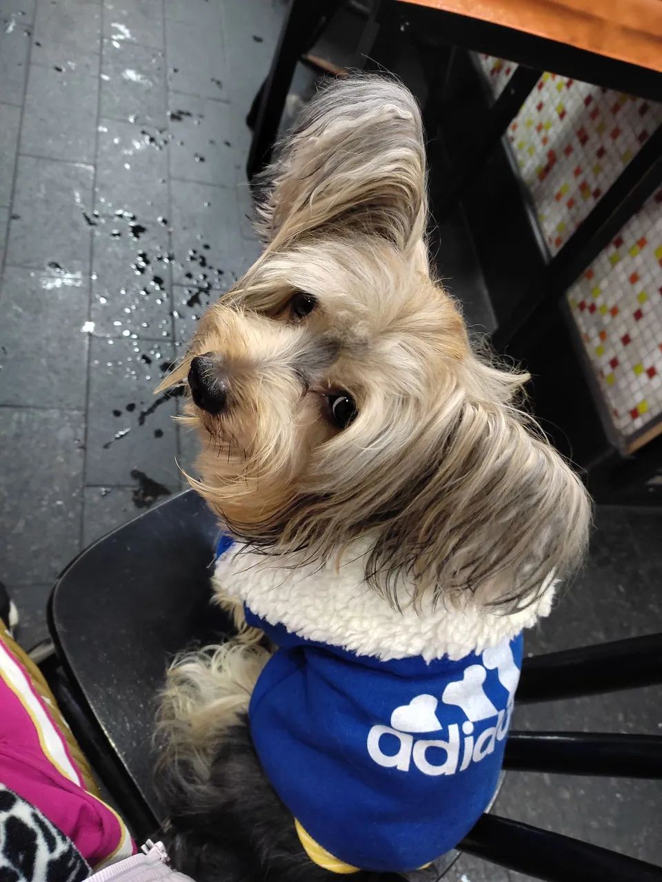 Animais de estimação  - Foto 3