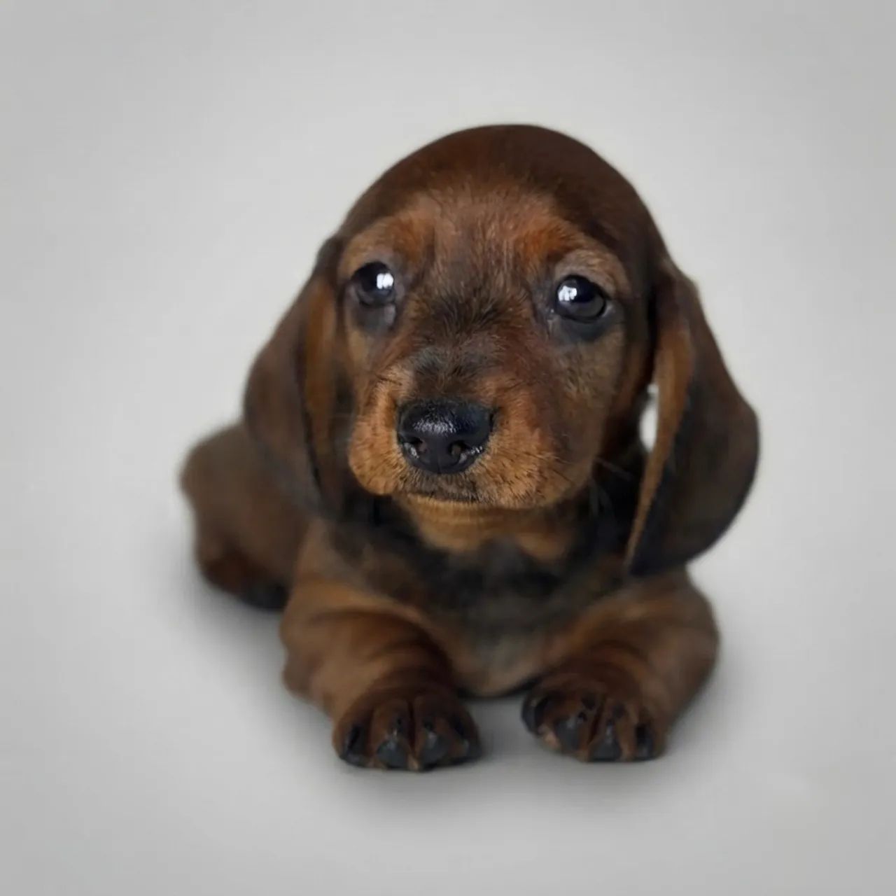 Filhotes de Dachshund macho  - Foto 2