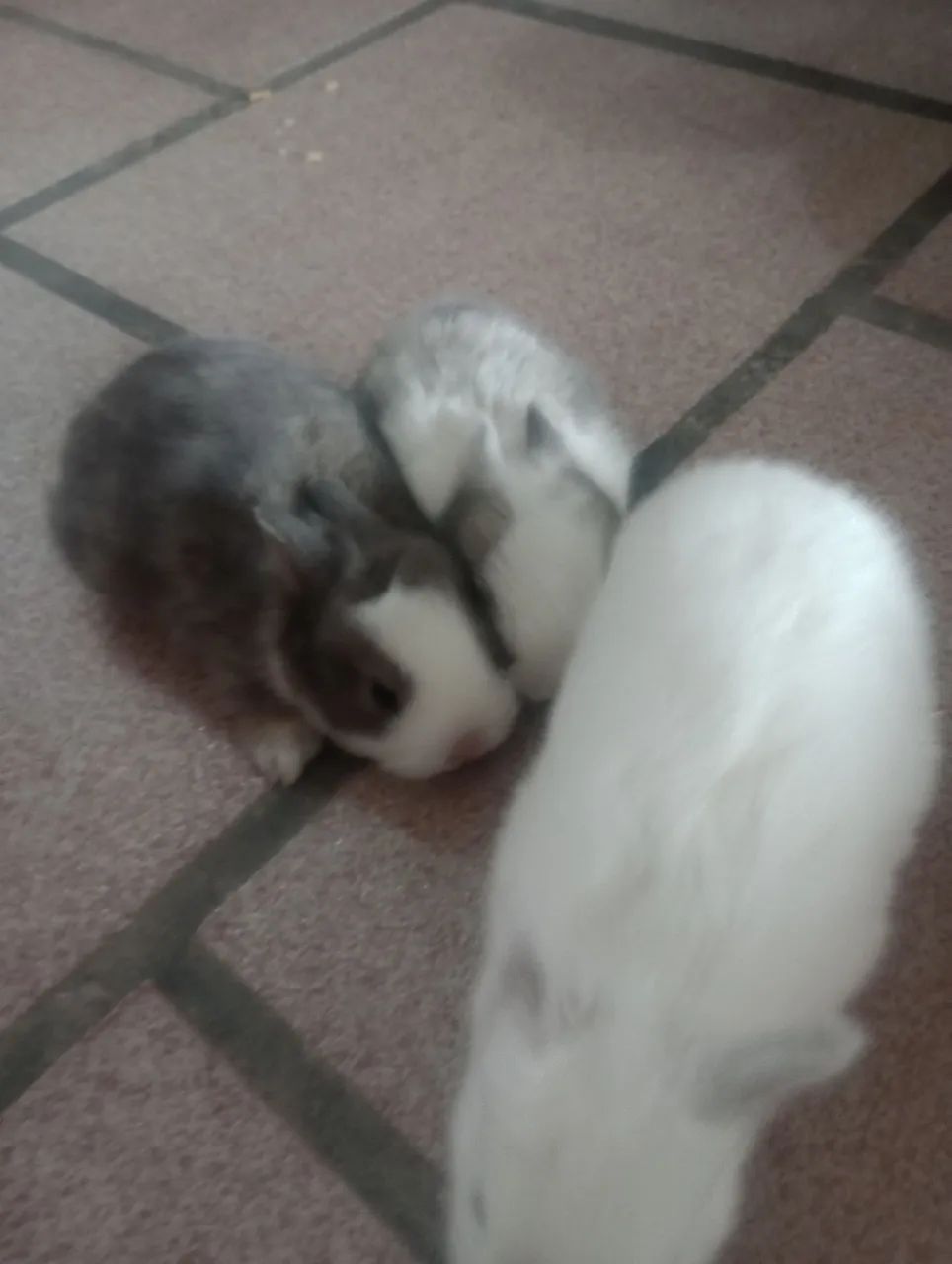 Vendo coelhos mini