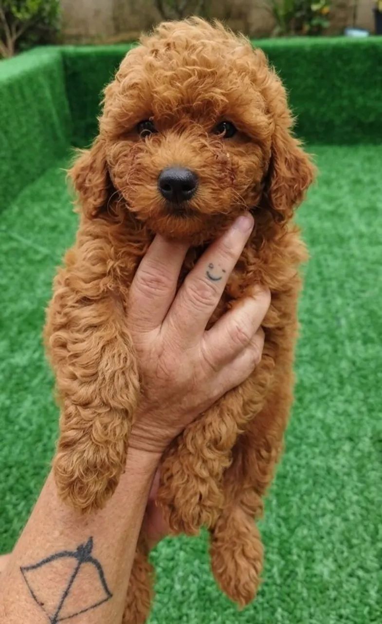 Poodle Toy Red - Foto 5