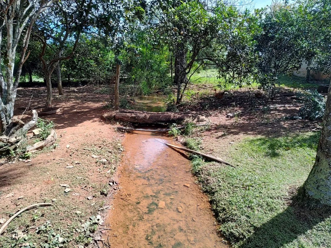 Fazenda 175 alqueires - Dupla Aptidão! - Foto 2