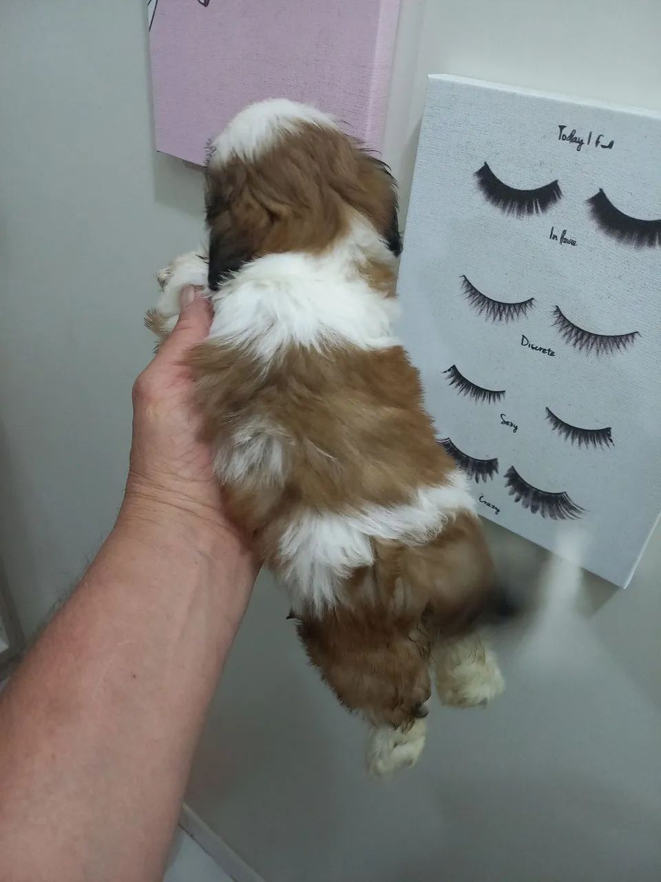 Mini shih tzu  - Foto 4