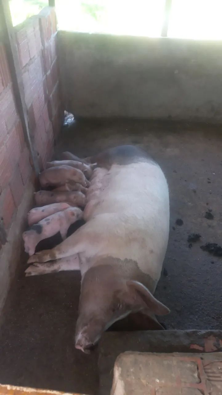 Vendo 2 matriz com 16 Leitões  - Foto 4