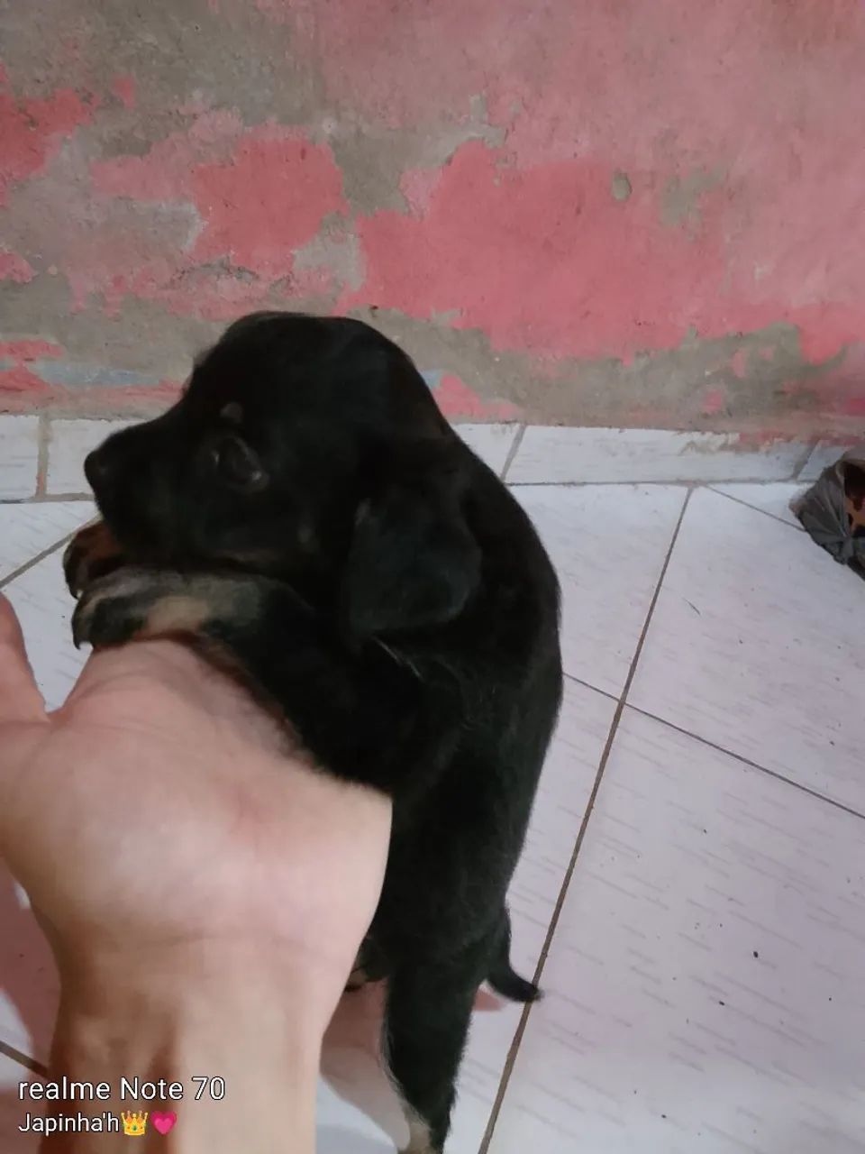 Cachorra pinscher  - Foto 5