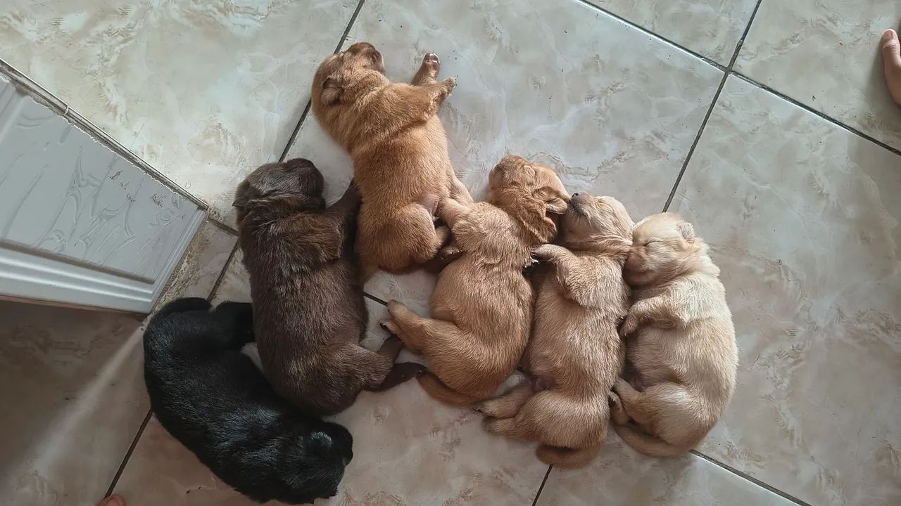 Filhotes de Chow Chow - Foto 5