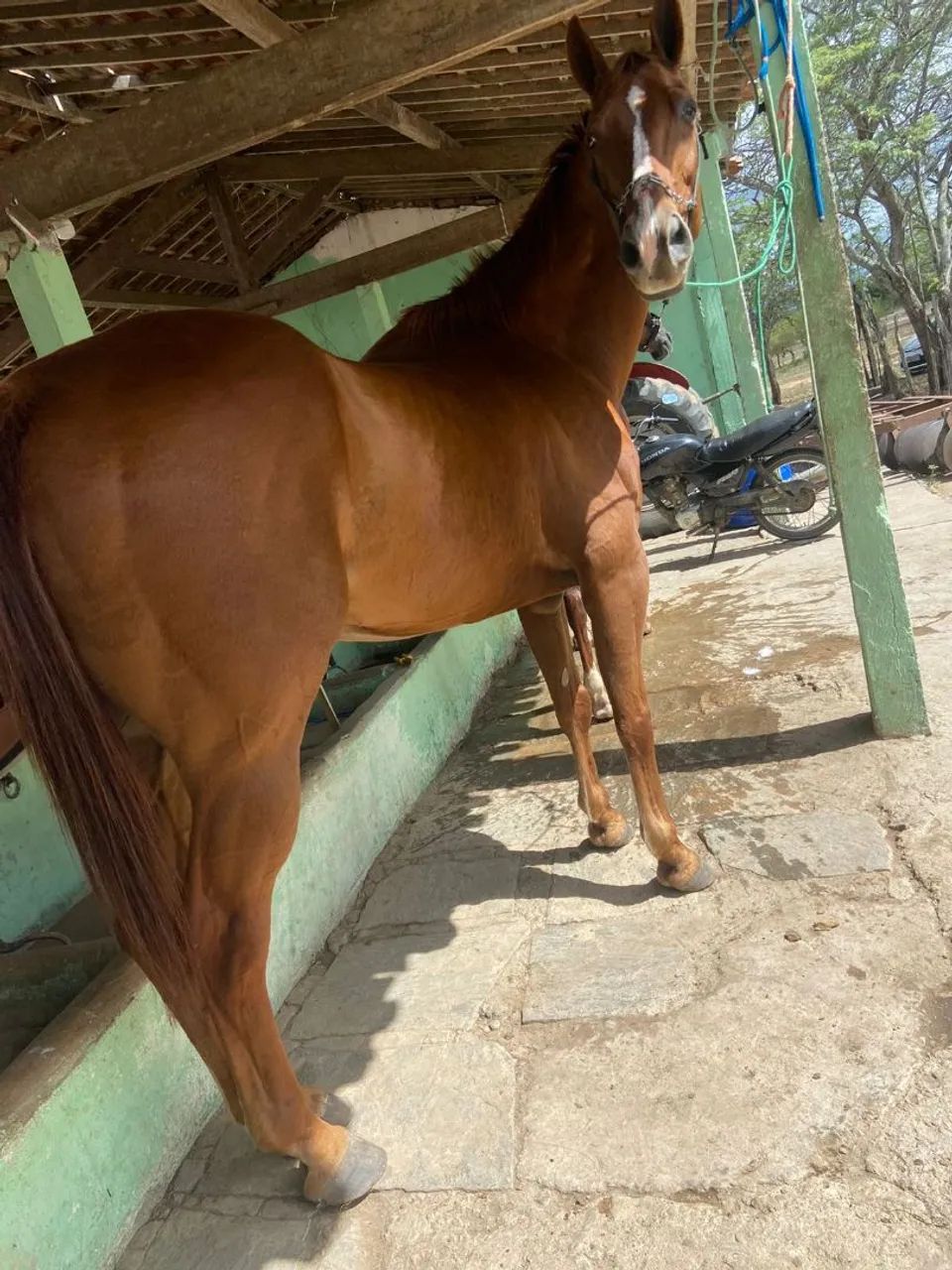 Cavalo de esquerda  - Foto 2