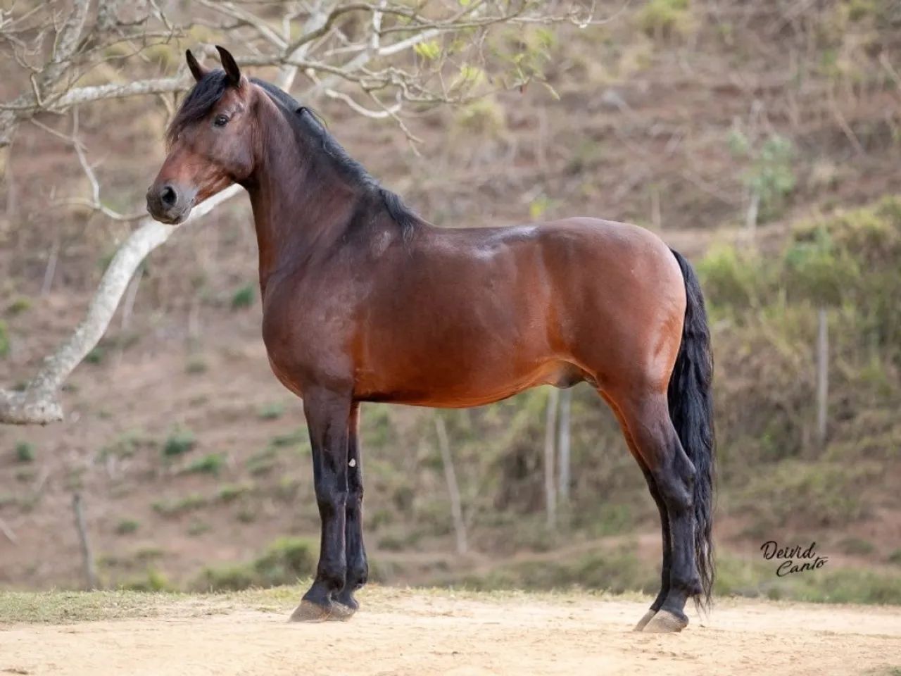 Cobertura Mangalarga Marchador Premiado ? - Foto 2