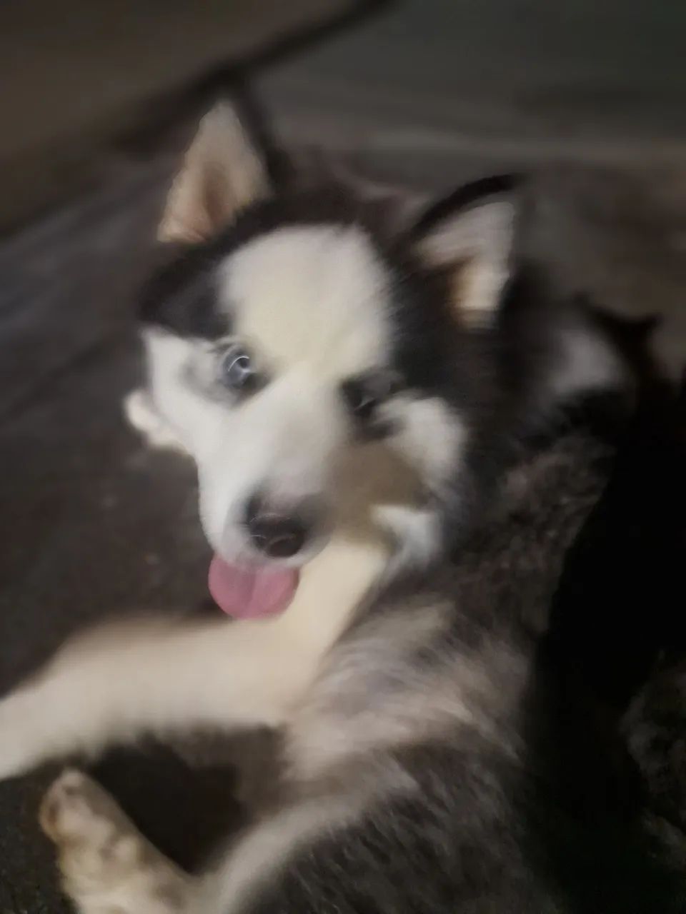 Vendo husky siberiano macho  - Foto 4