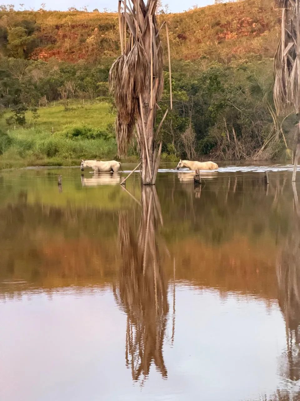 Alugo Fazenda Lagoa do Tocantins  - Foto 3