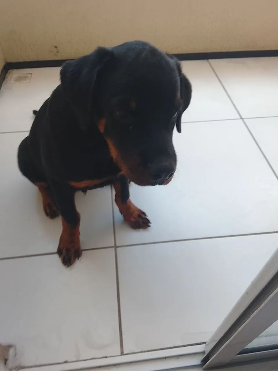 Filhote de rottweiler  - Foto 4
