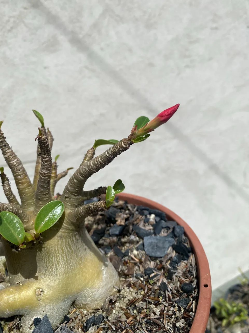 Caudex escultural- Arabicum Black Soco Thai  - Foto 2