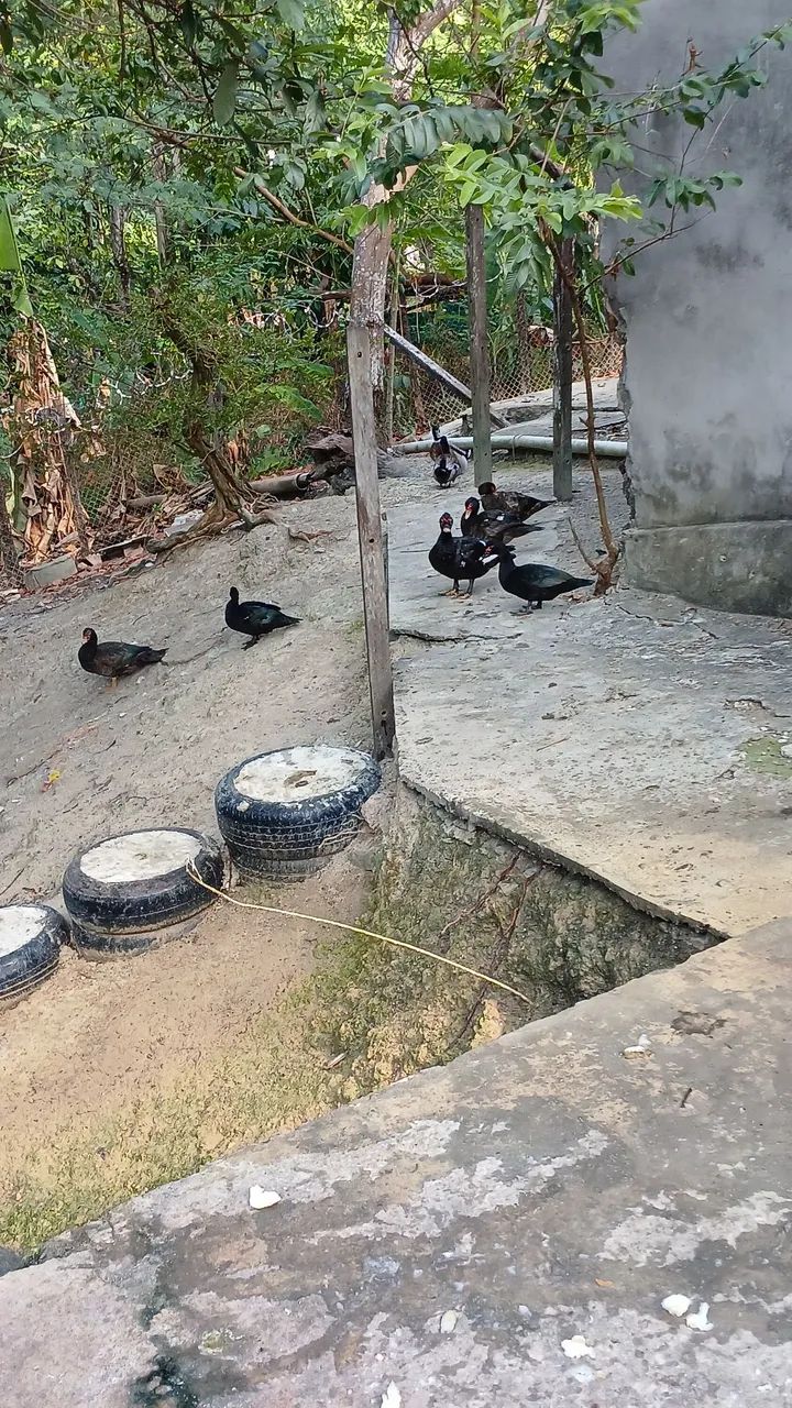 Vendo patos - Foto 2