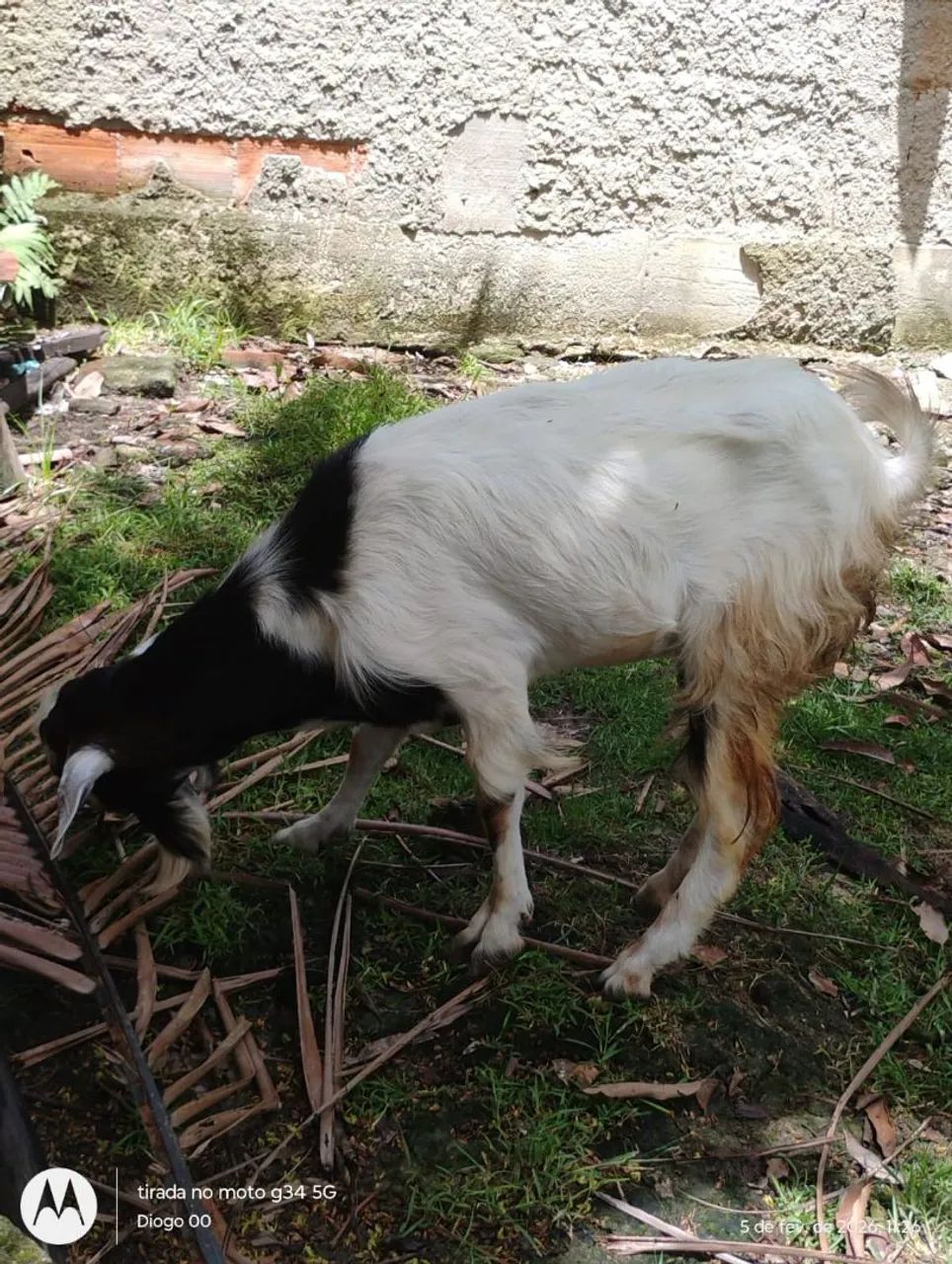 Cabra & Cabrito  - Foto 2