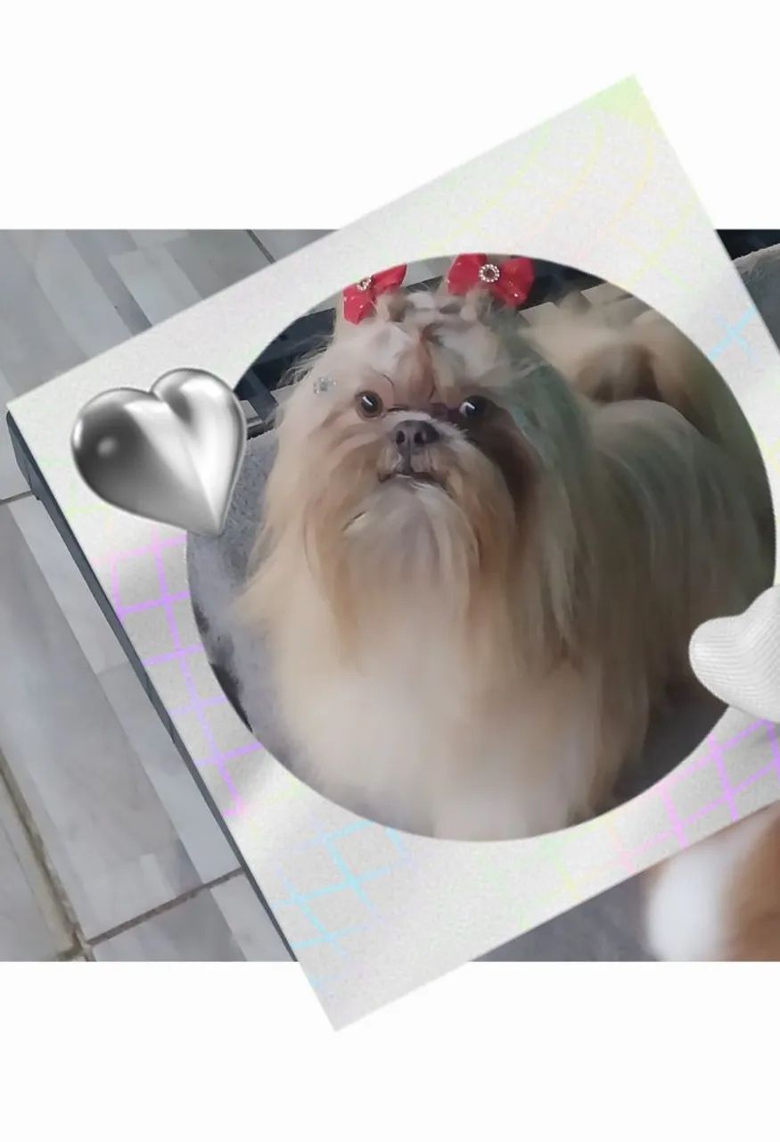 Shih tzu  - Foto 2