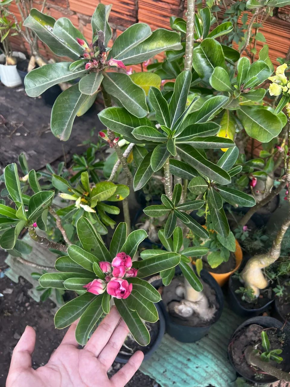 Rosas do deserto  - Foto 4