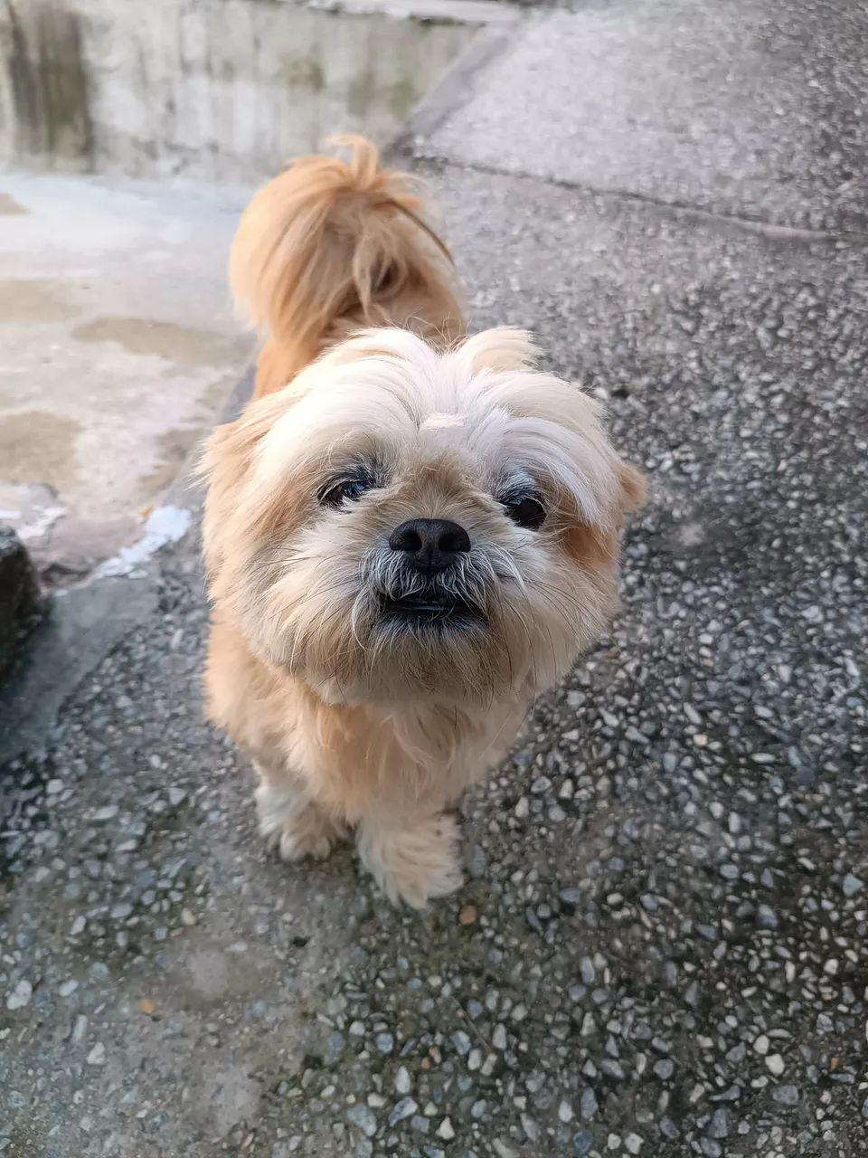 Cachorro shitzu  - Foto 2