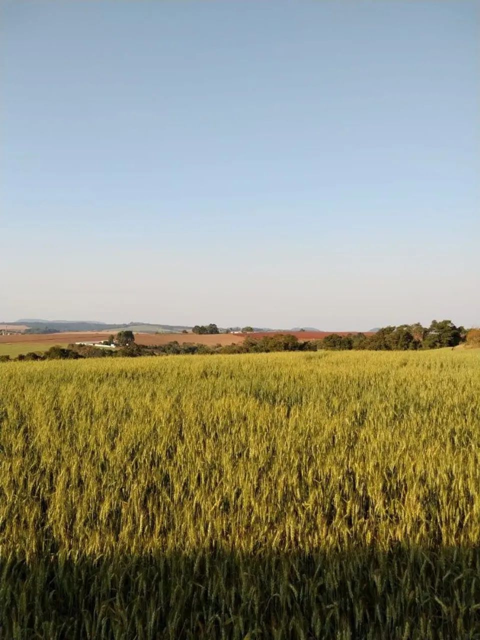 Terreno 10000m2
