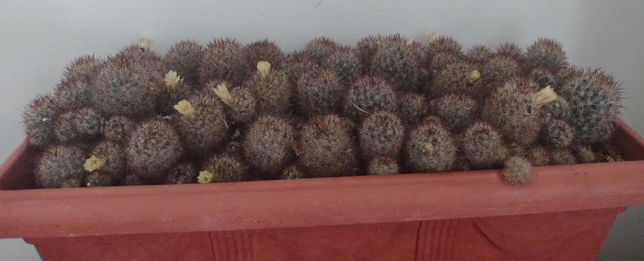 Planta: Cactos com Flores  - Foto 5