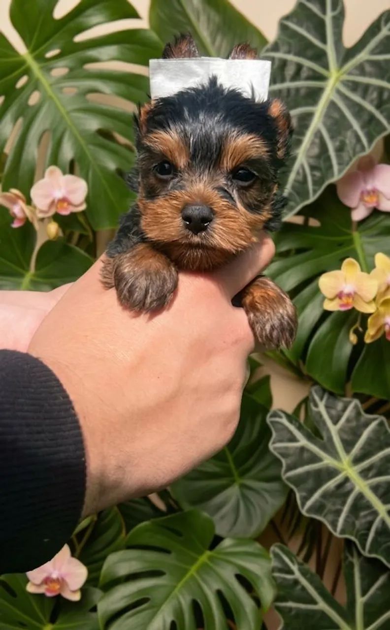 Yorkshire bem pequenos e peludos  - Foto 3