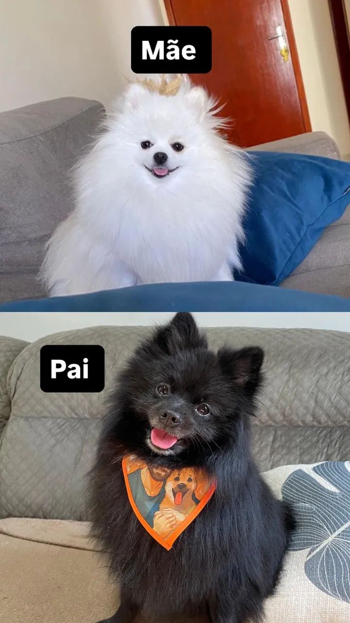Spitz alemão macho 