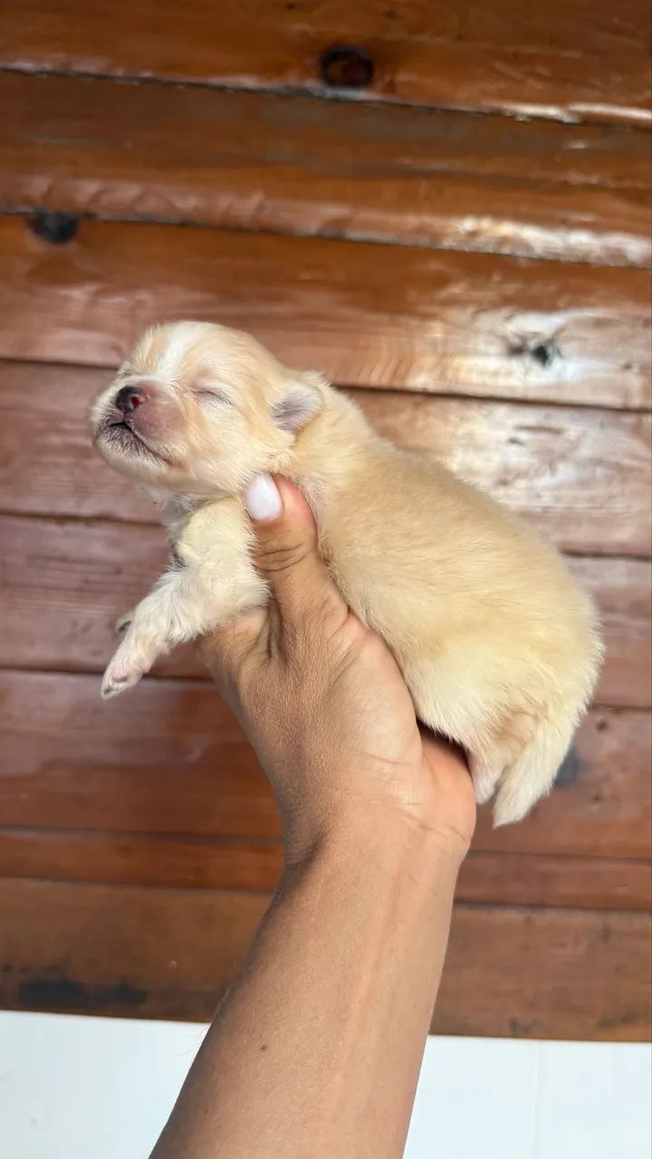 Spitz macho anão 
