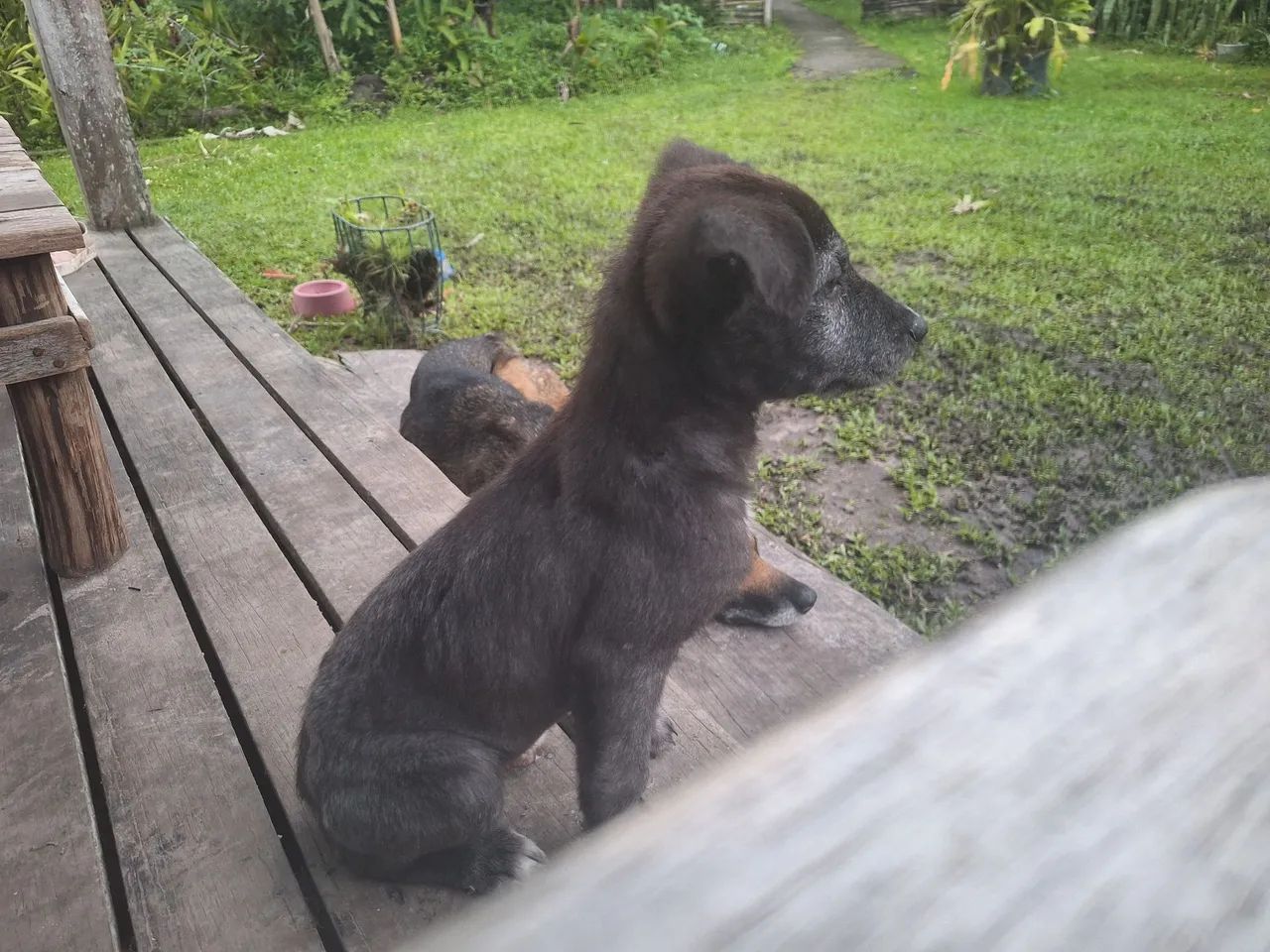 Cachorrinho - Foto 2