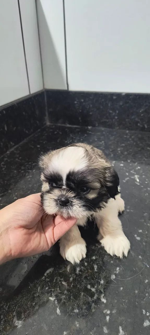 Filhotes de Shih tzu macho em Uberaba  - Foto 4