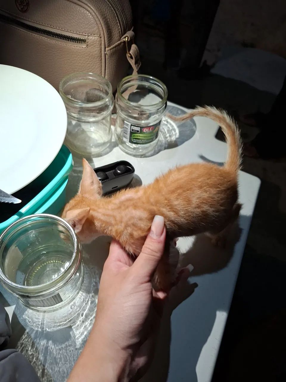 Doa se gatos  - Foto 2