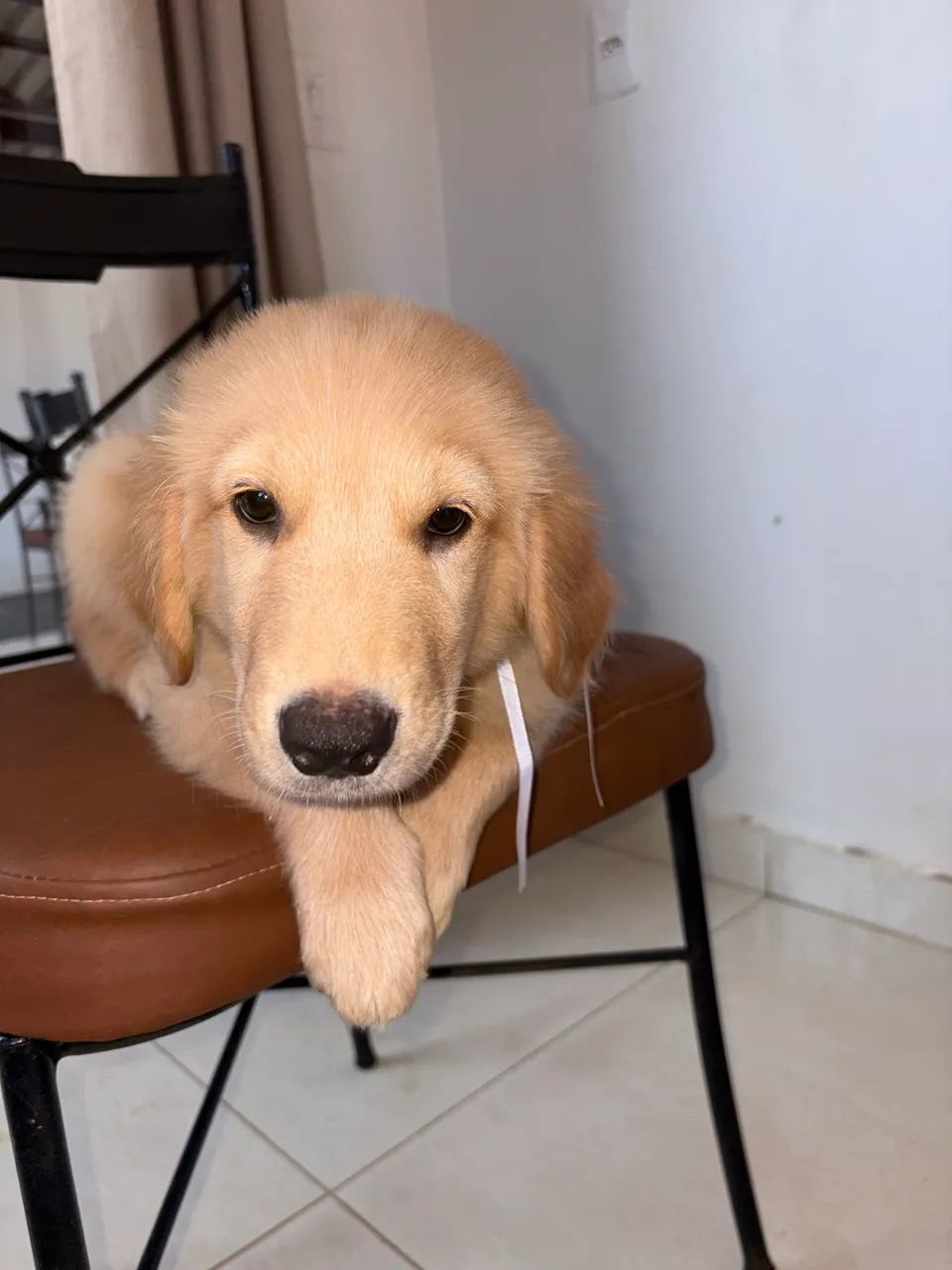 Golden retriever  - Foto 2