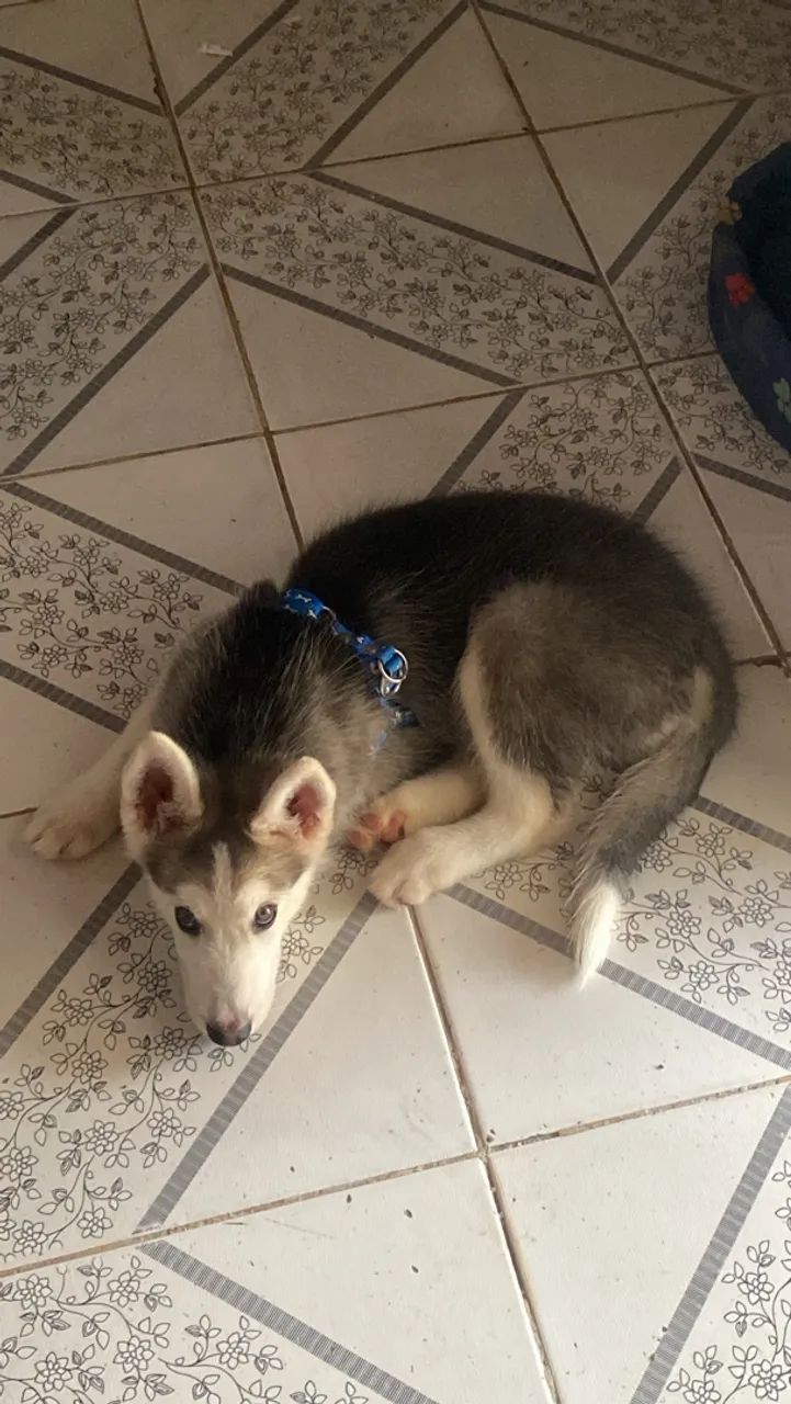 Husky siberiano - Foto 3