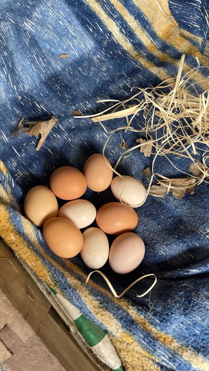 Ovos de Galinha Australorp Azul  - Foto 5