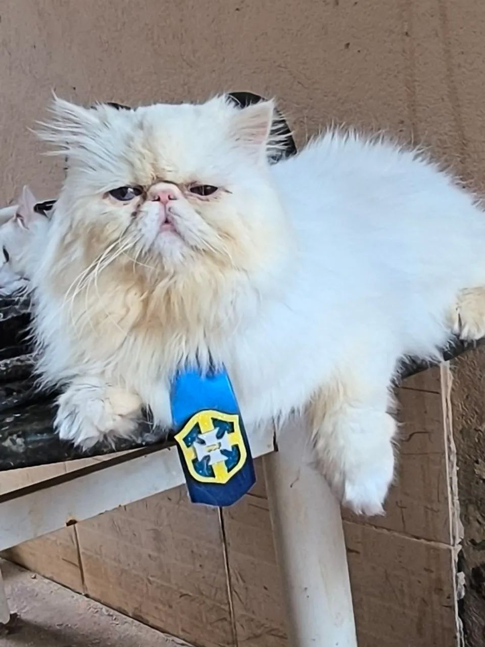 Gato persa macho - Foto 4