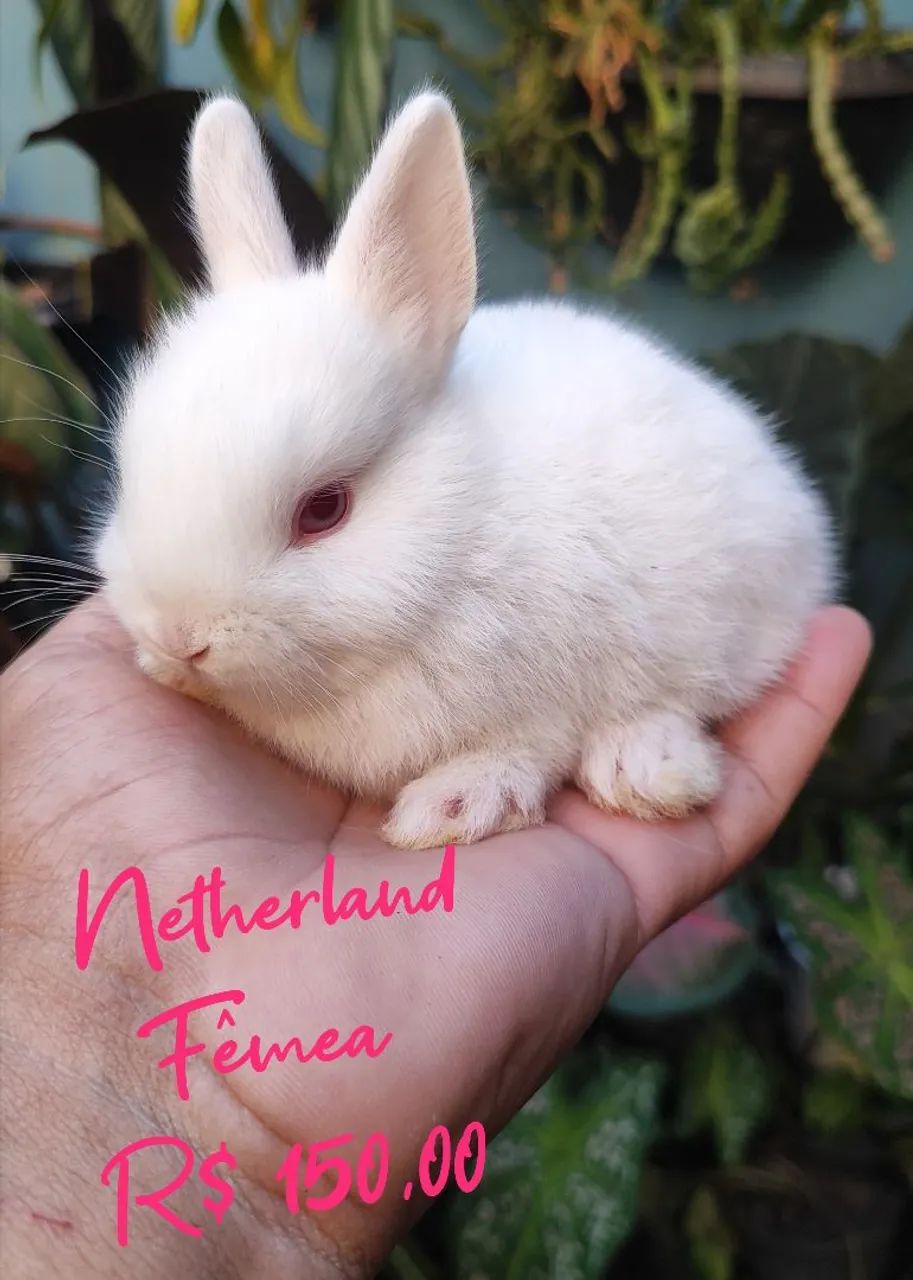 Mini Netherland Dwarf Rabbit65569150333954124